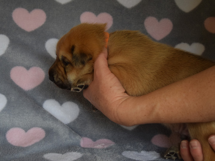 chinook puppy